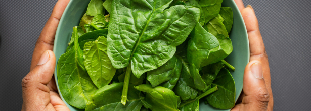 Épinards hiver saison